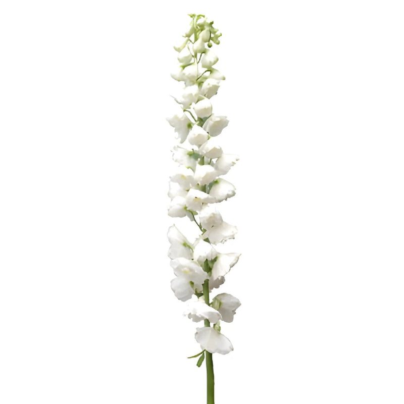Delphinium White River Wholesale Flower Stem