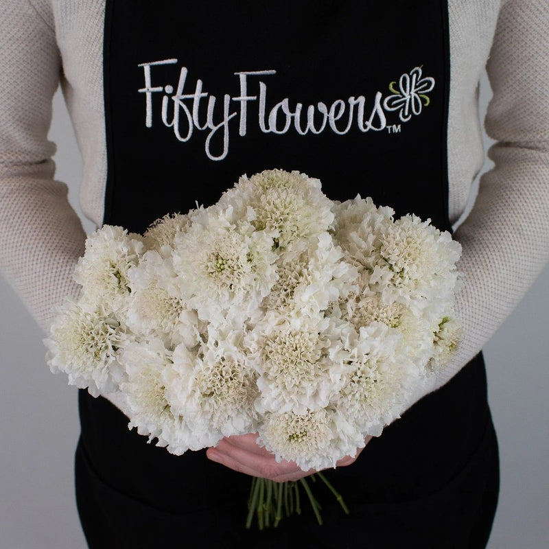 White Scabiosa Flower Bunch in Hand