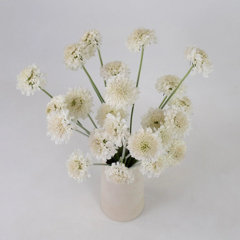 White Scabiosa Flower Bunch in Vase