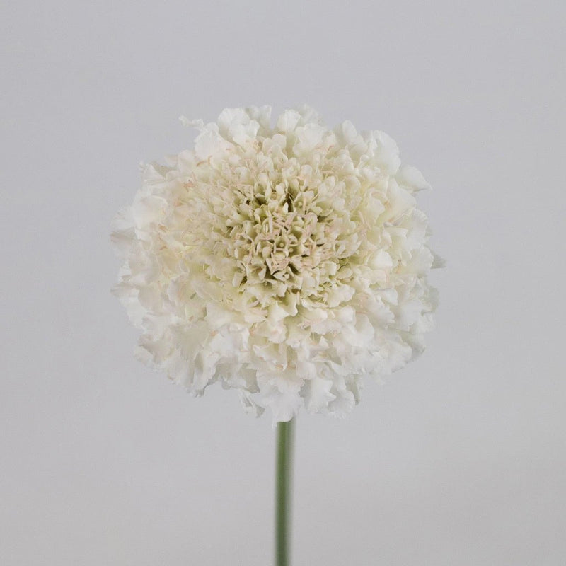 White Scabiosa Flower Stem