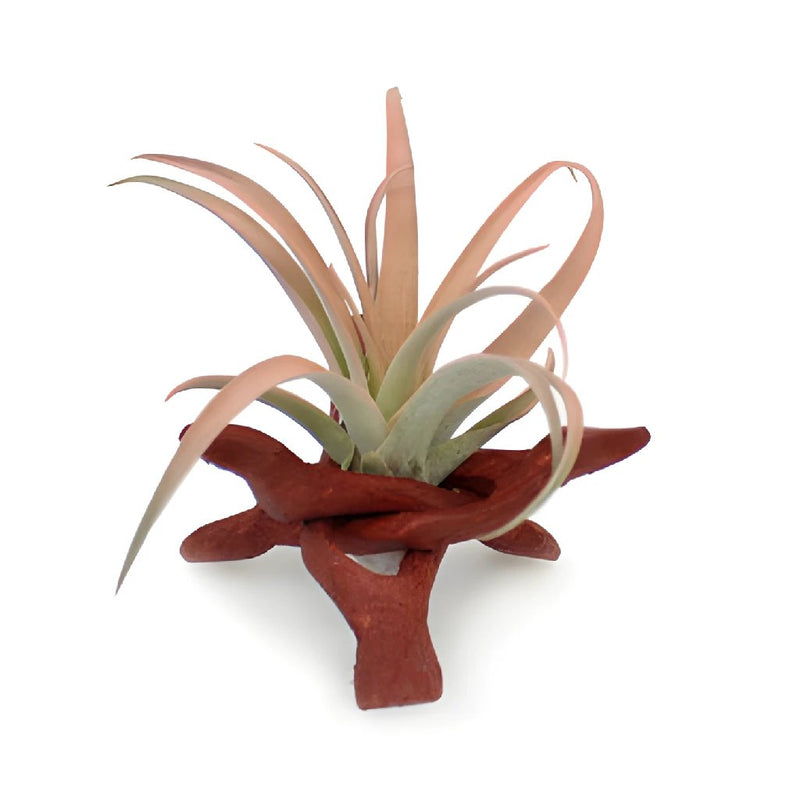 Air Plant Camp Out Centerpieces