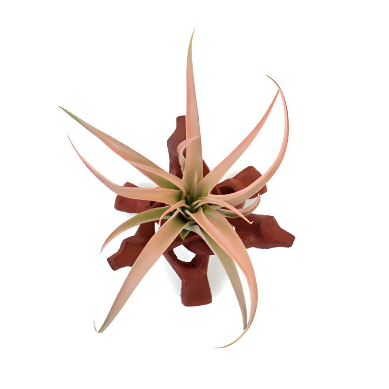 Air Plant Camp Out Centerpieces