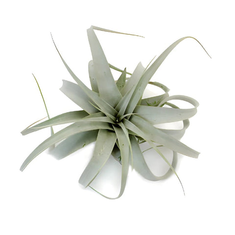 Xerographica Tillandsia Wedding Air Plants