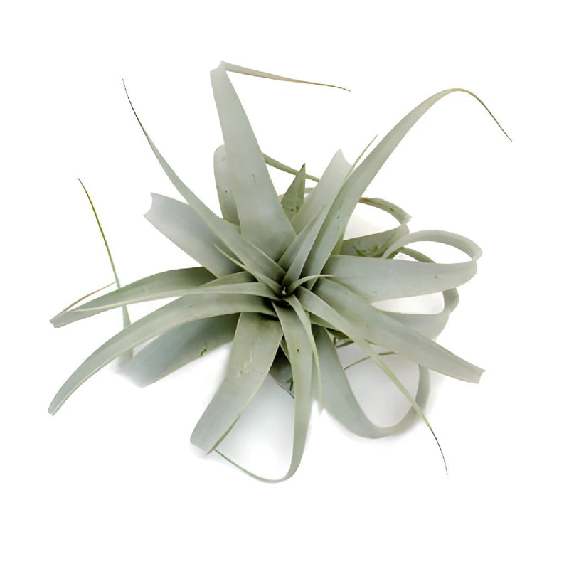 Xerographica Tillandsia Wedding Air Plants