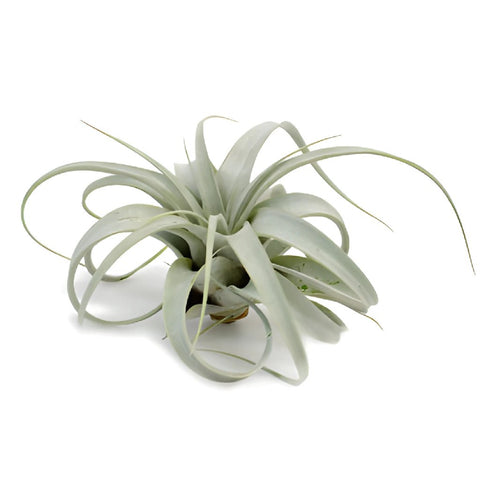 Xerographica Tillandsia Wedding Air Plants