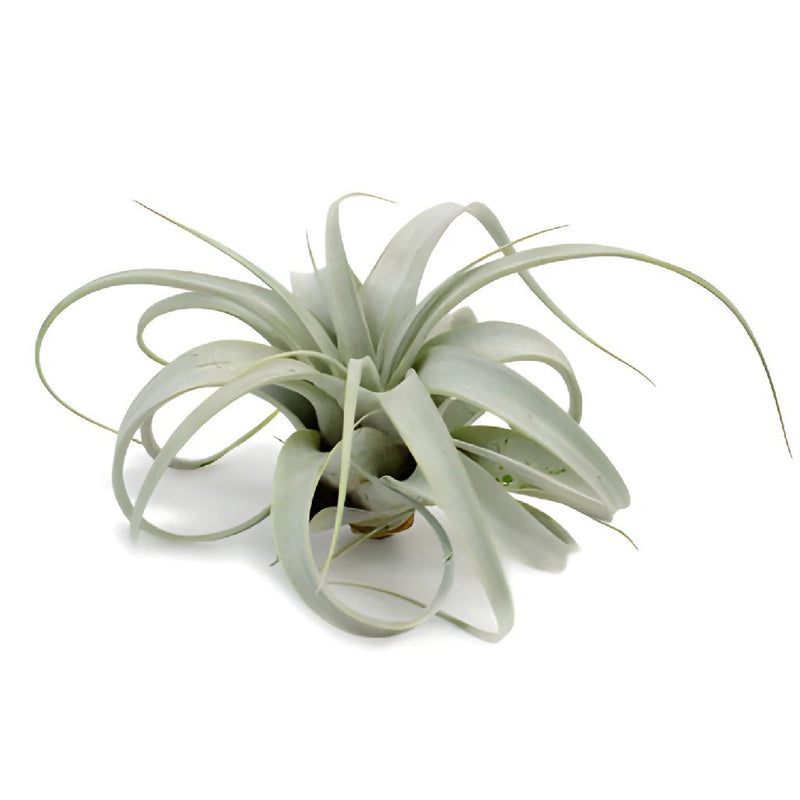 Xerographica Tillandsia Wedding Air Plants