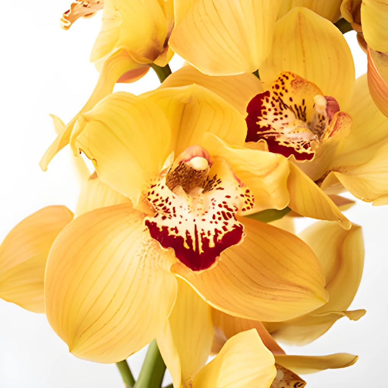 Yellow Cymbidium Orchids Overnight