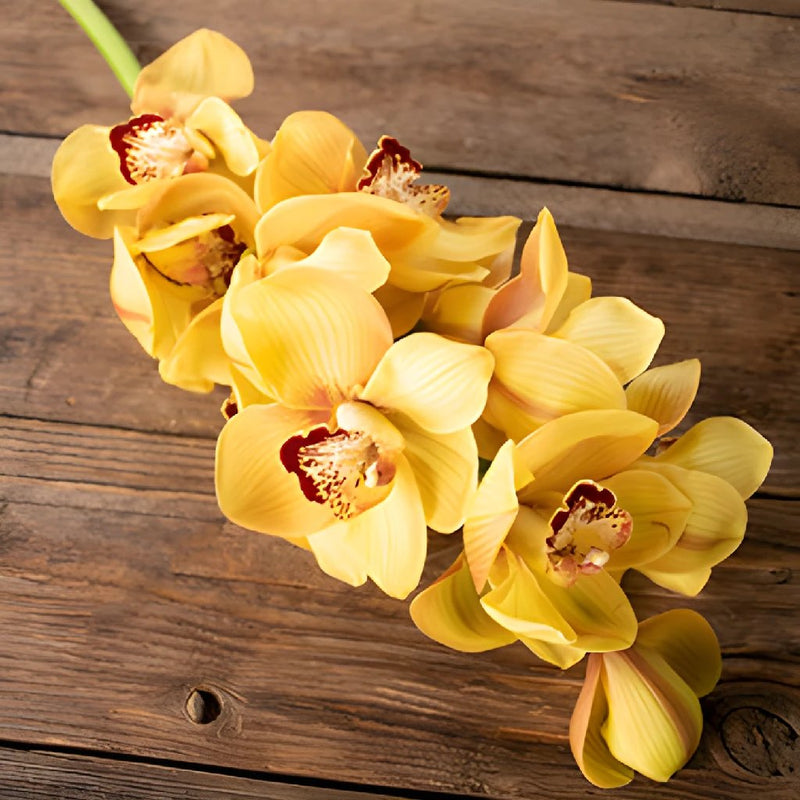 Yellow Cymbidium Orchids Overnight