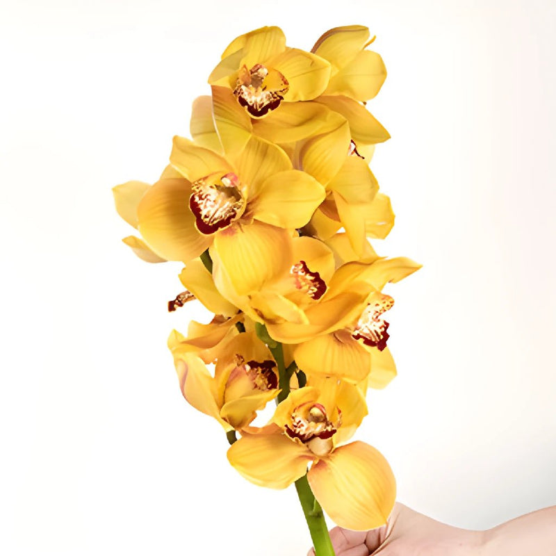 Yellow Cymbidium Orchids Overnight