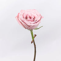 10 Mini Calla Vase - Image