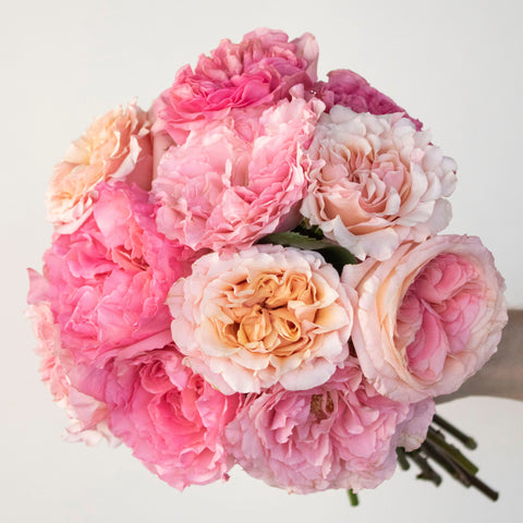 Premium Rose Subscription PrePaid