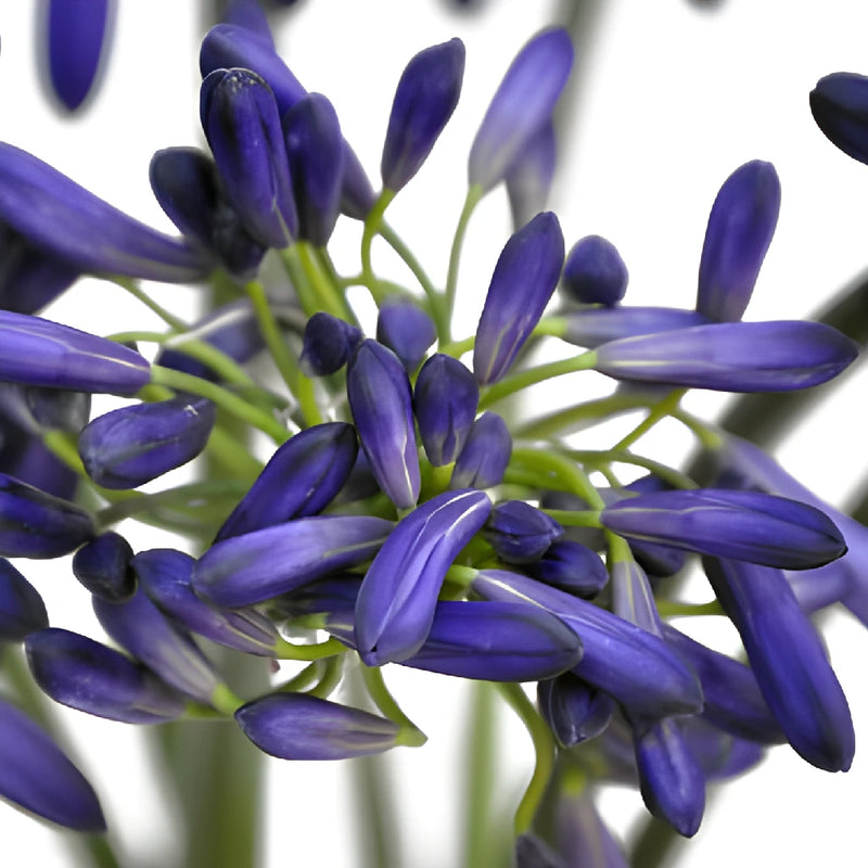 Agapanthus Indigo Blue Flower Birthday - Image