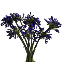 Agapanthus Indigo Blue Flower Stem - Image