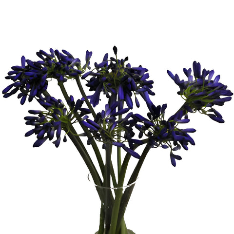 Agapanthus Indigo Blue Flower Stem - Image