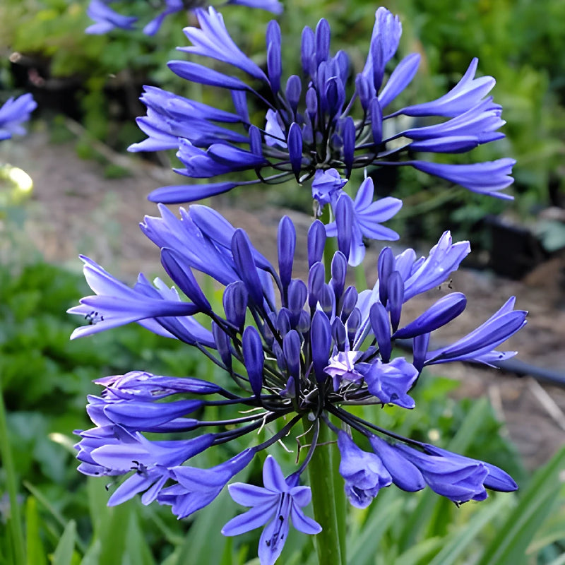 Agapanthus Indigo Blue Flower Vase - Image