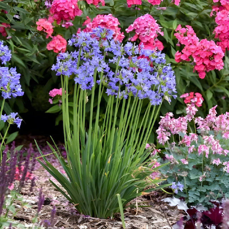 Agapanthus Indigo Blue Flower - Image