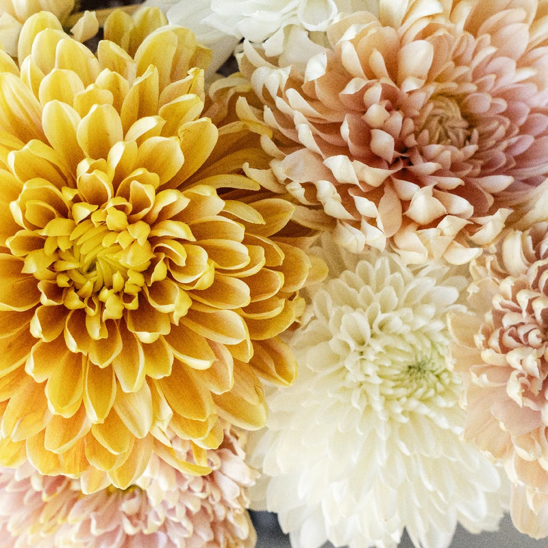 Honeycomb Chrysanthemum Flower Kit