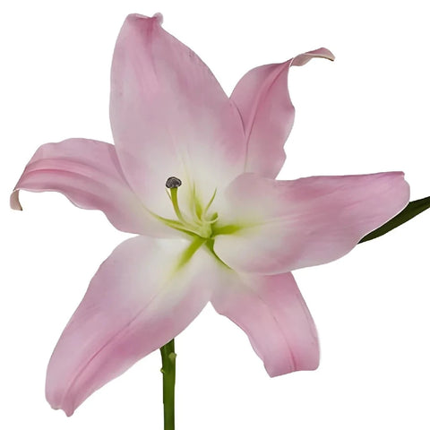 Pink Lilies Hand - Image