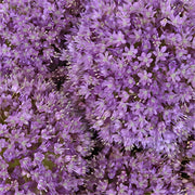 Ready To Go Wholesale Centerpieces Card