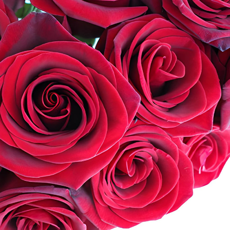 The Original Rose Subscription
