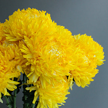 Yellow Limoncello Tinted Football Mums