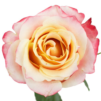 3D Sorbet Rose