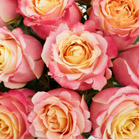 3D Sorbet Rose