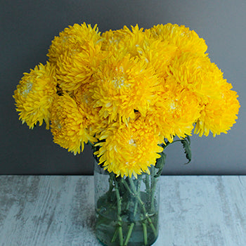 Yellow Limoncello Tinted Football Mums