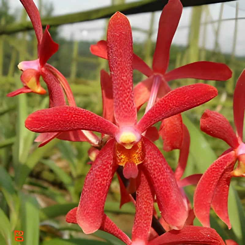 Bright Red Aranda Orchids