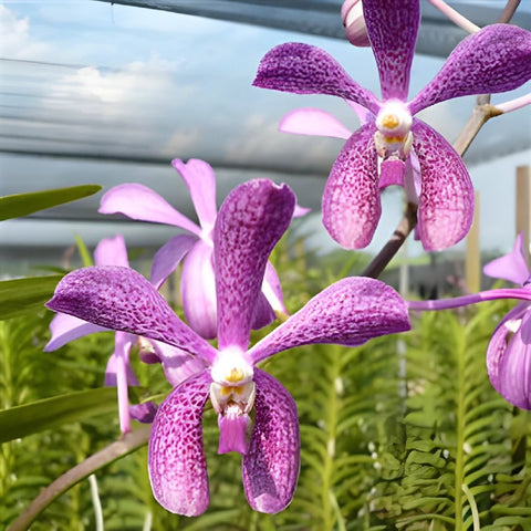 Speckled Violet Purple Aranda Orchids
