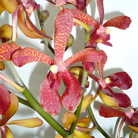 Maroon Leopard Aranda Orchids