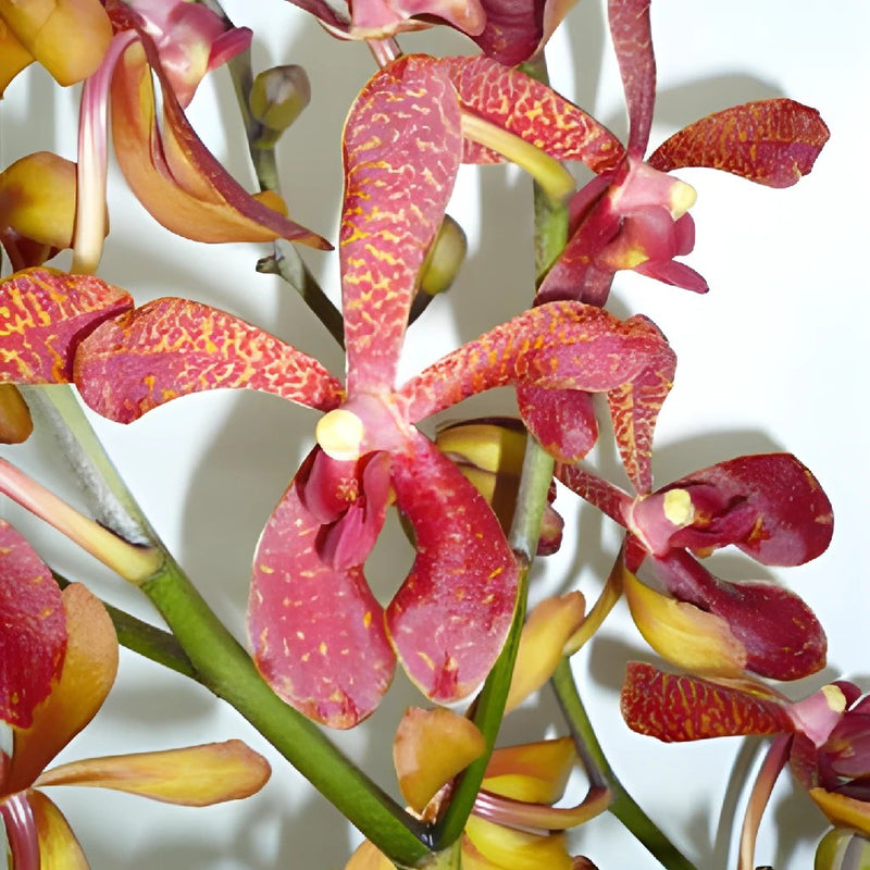Maroon Leopard Aranda Orchids