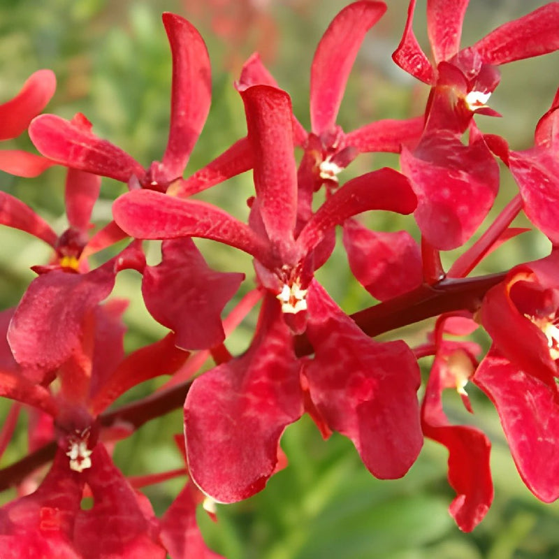 May Red Aranthera Orchid