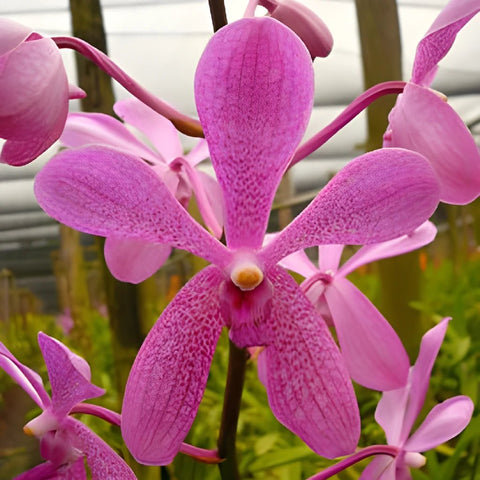 Pinky Violet Wholesale Aranda Orchids