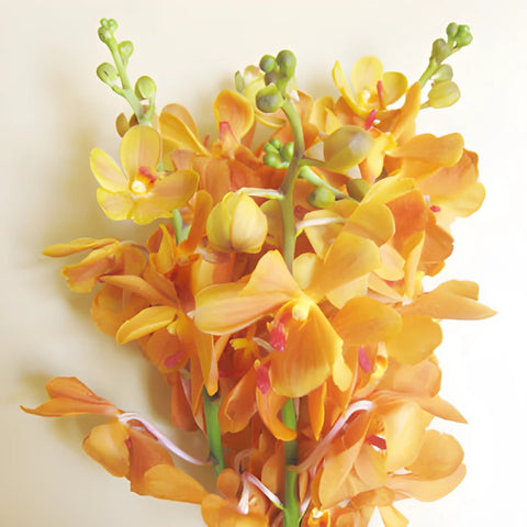 Orange Mokara Orchids