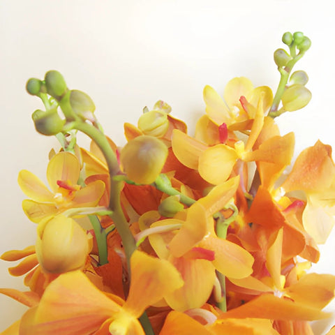 Orange Mokara Orchids