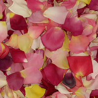 Dried Wedding Flower Petals Wholesale