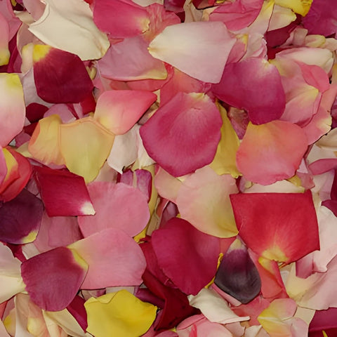 Dried Wedding Flower Petals Wholesale