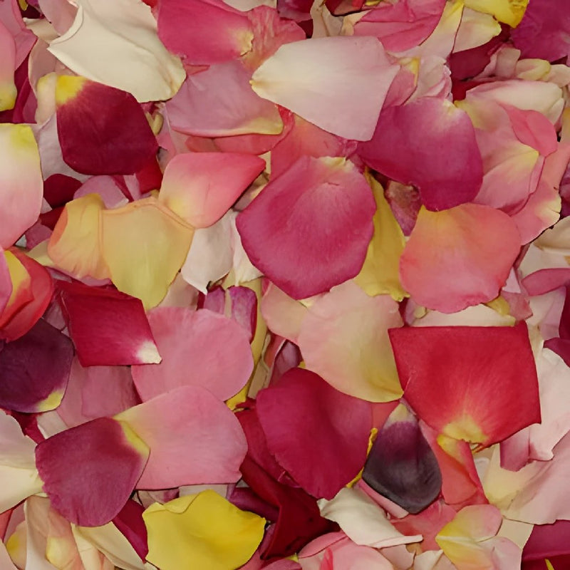 Dried Wedding Flower Petals Wholesale