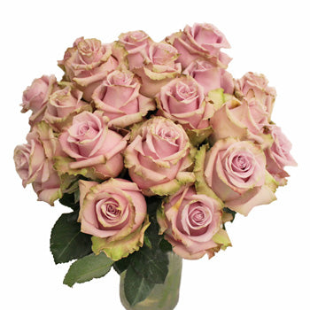 Acapella Antique Lavender Mist Roses