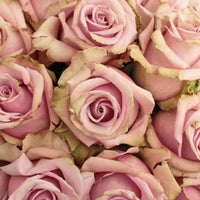 Acapella Antique Lavender Mist Roses