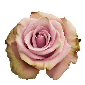 Acapella Antique Lavender Mist Roses