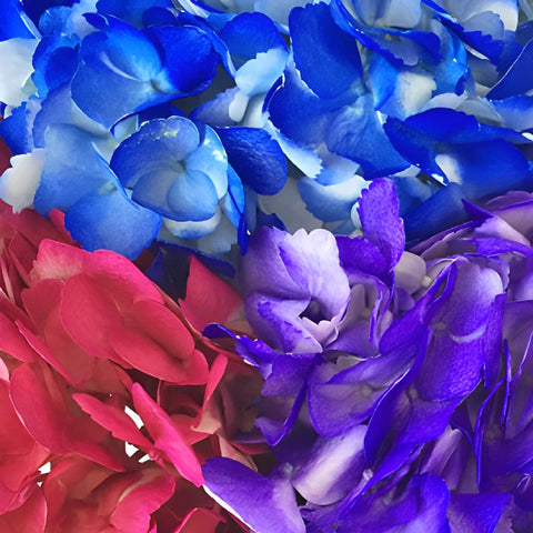 Airbrushed Jewel Toned Hydrangea Flowers