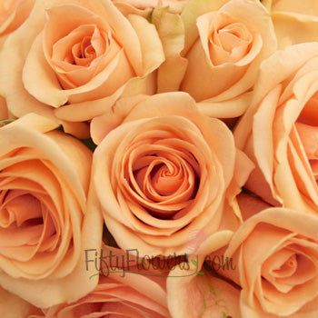 Alejandra Perfect Peach Rose