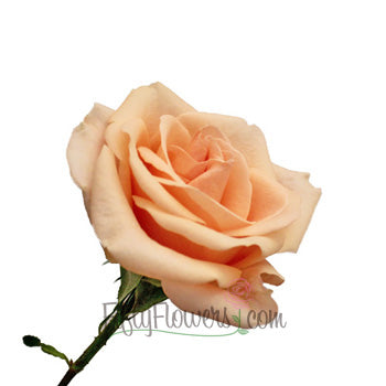 Alejandra Perfect Peach Rose