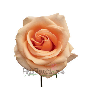 Alejandra Perfect Peach Rose