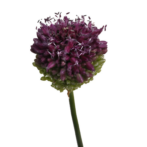 Allium Unique Flower Bloom