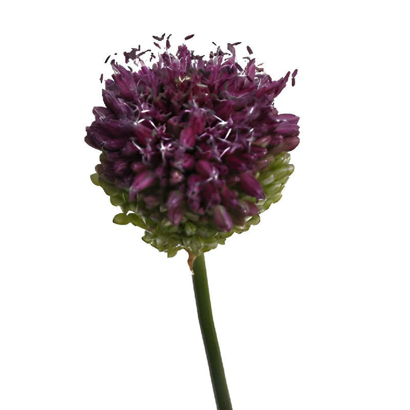 Allium Unique Flower Bloom