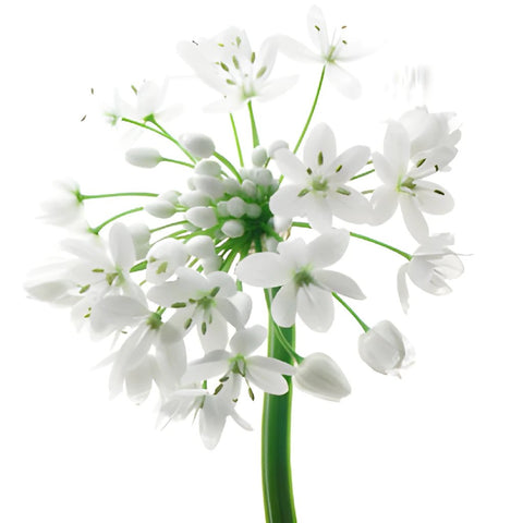 Allium Spray White Flower