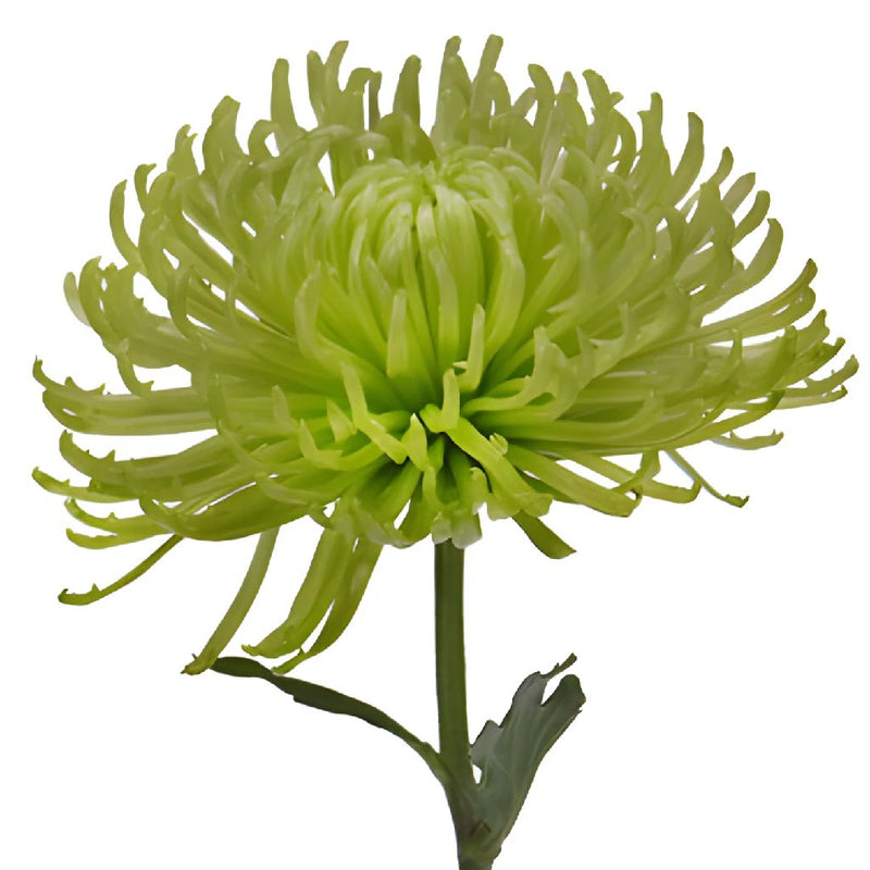 Anastasia Spider Green Flowers